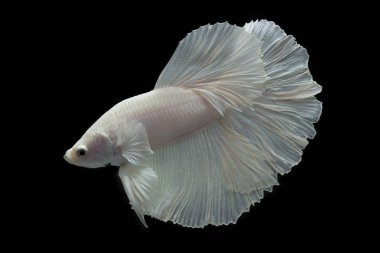 izole bir siyah arka plan üzerine beyaz mücadele balık.