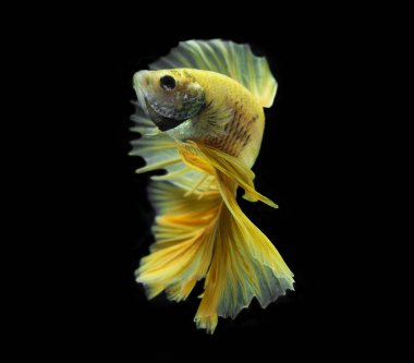 Siyah zemin üzerine altın yarım ay Siyam Balığı.