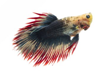 Siyam mücadele balık beyaz zeminde mücadele.