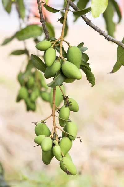 Ramo de mango verde en el árbol — Foto de Stock