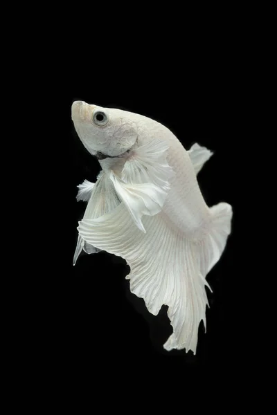 White Fighting fish isolated on a black background . — стоковое фото