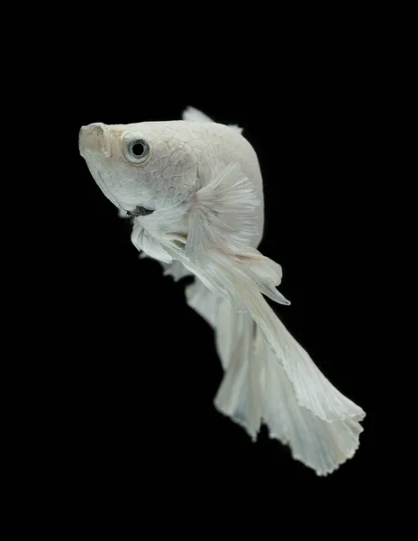 Weiße Kampffische isoliert auf schwarzem Hintergrund. — Stockfoto