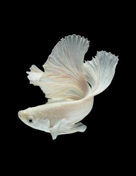 White Fighting fish isolated on a black background . — стоковое фото
