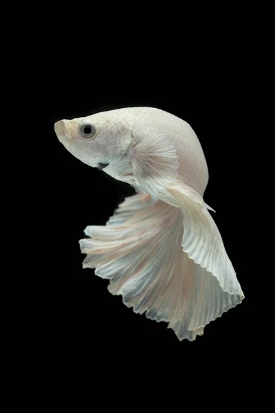 White Fighting fish isolated on a black background. — Stock Photo, Image