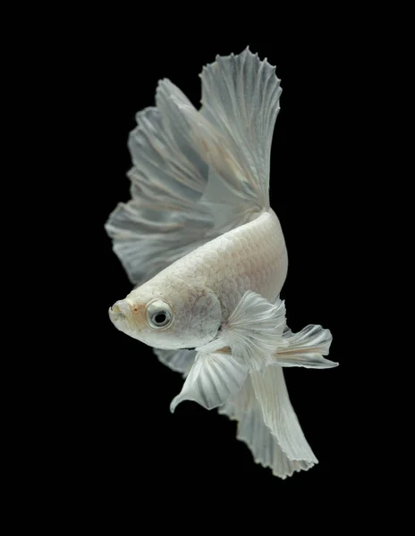 Vita kampfisk isolerad på en svart bakgrund. — Stockfoto
