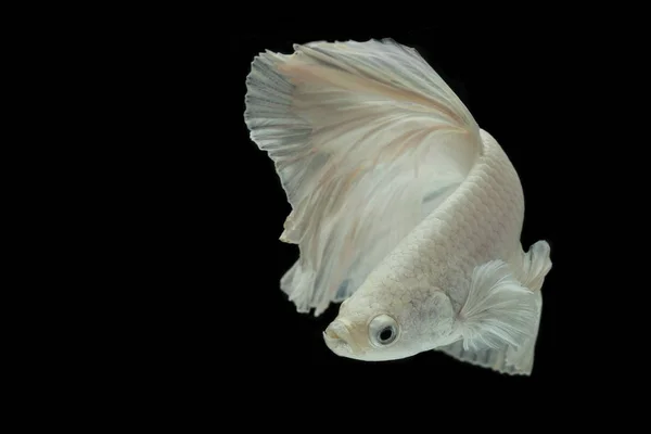 White Fighting fish isolated on a black background . — стоковое фото