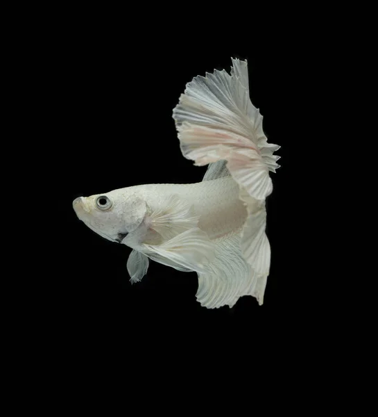 White Fighting fish isolated on a black background. — Stock Photo, Image