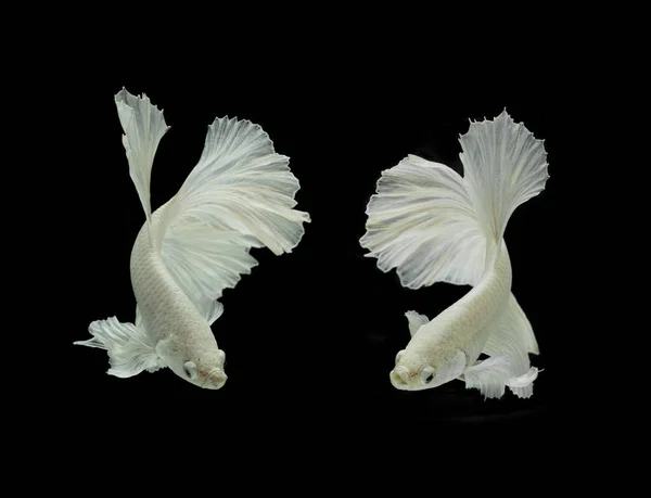 Белая сиамская рыба изолирована на Черном море — стоковое фото