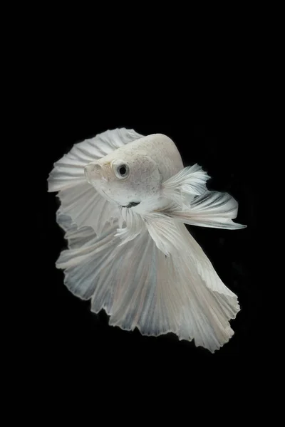 Weiße Kampffische isoliert auf schwarzem Hintergrund. — Stockfoto