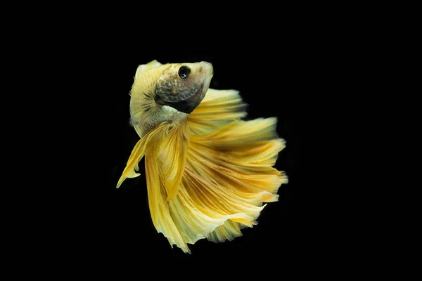 Demi-lune dorée poissons de combat sur fond noir . — Photo