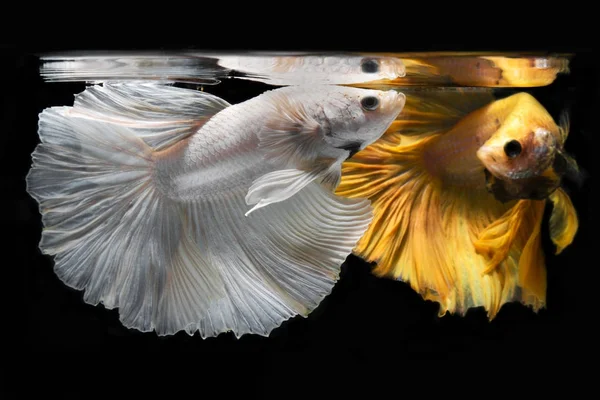 Betta vis, siamese vis op zwarte achtergrond — Stockfoto