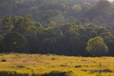 Orman Milli Parkı Tayland
