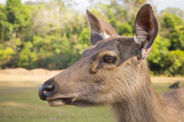 Sambar parkta Tayland