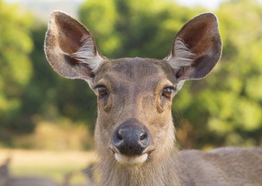 Sambar parkta Tayland