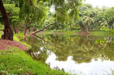 Yeşil çim ve ağaçların bir parkta