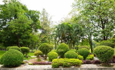 Yeşil çim ve ağaçların bir parkta