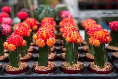 Çiçek açan kaktüs Satılık dükkan