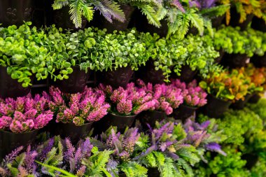 Tropik yeşil yapraklı dikey bahçe, kontrast