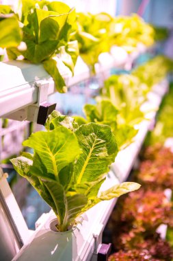 Organik hydroponic sebze bahçesi