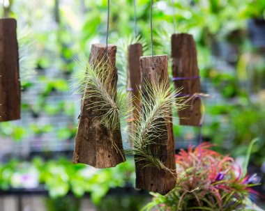 Dükkanda bromeliad (Guzmania)