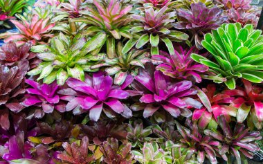 Dükkanda bromeliad (Guzmania)