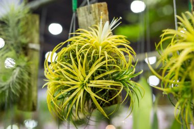 Dükkanda bromeliad (Guzmania)