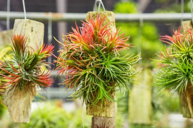 Bahçe tesisinde bromeliad (Guzmania)