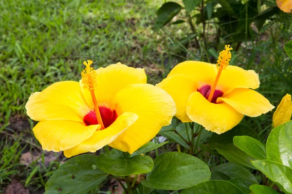 Flores amarelas no jardim — Fotografia de Stock