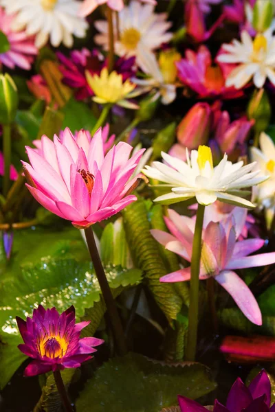 Lotus multicolore dans la baignoire — Photo
