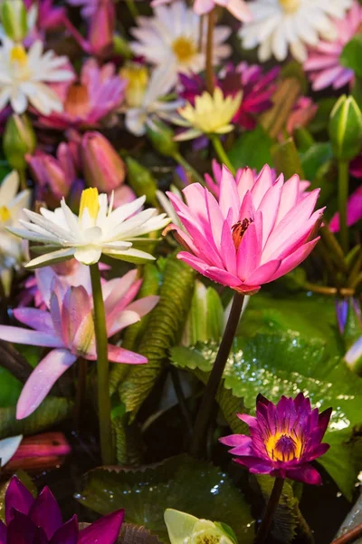 Lotus multicolore dans la baignoire — Photo