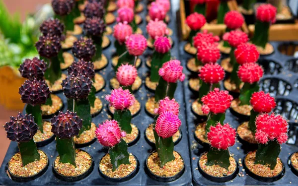 Blooming cactus on sale in the shop — Stock Photo, Image