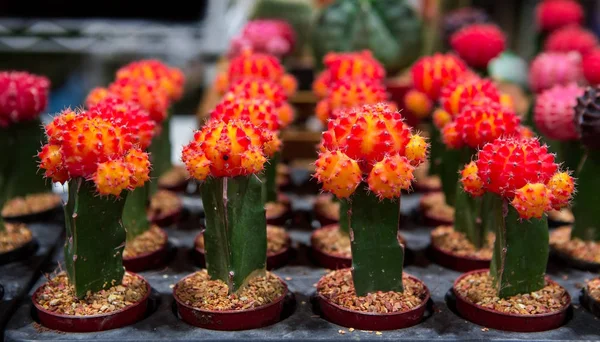 Cactus en fleurs en vente dans la boutique — Photo