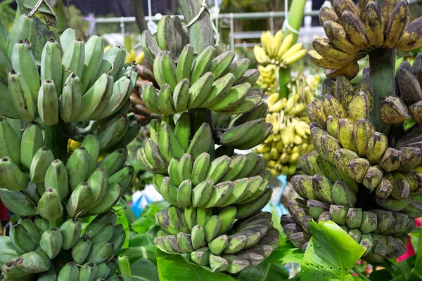 Сырые бананы продаются на рынке . — стоковое фото
