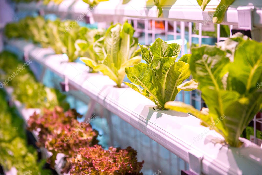 The Organic hydroponic vegetable garden