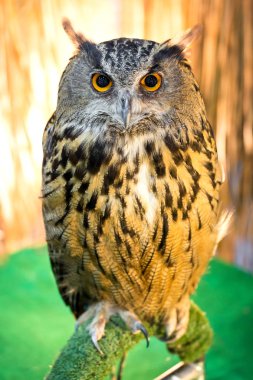 Yandan çiftlik de baykuş