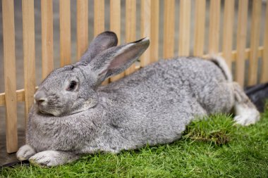Gri tavşan çiftlikte