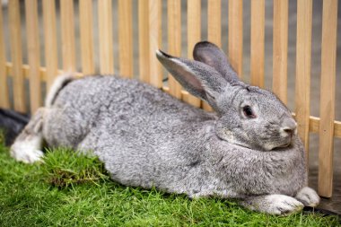 Gri tavşan çiftlikte