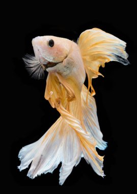 Siyah bir arka plan üzerinde ısırma balık.