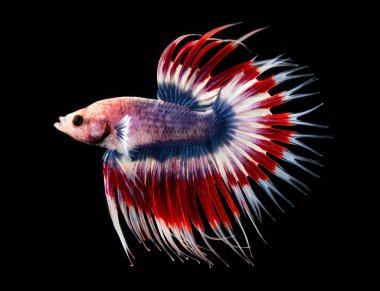 Siyah bir arka plan üzerinde ısırma balık.