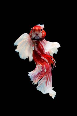 Siyah bir arka plan üzerinde ısırma balık.