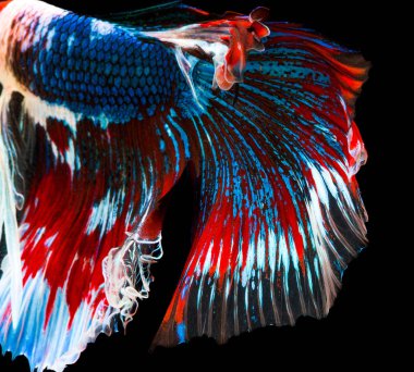 Tay balık siyah arka plan üzerine ısır.