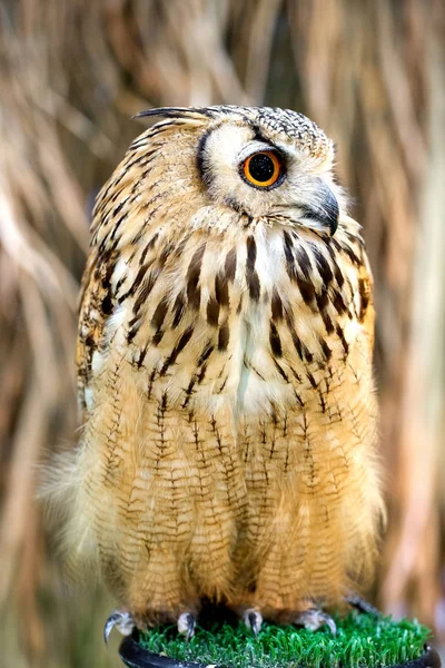 Owl on hand in farm — Stock Photo, Image