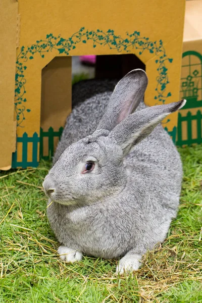 Gray rabbit on the farm — Stock Photo, Image