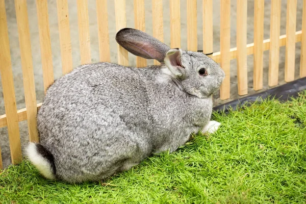 Graue Kaninchen Auf Dem Bauernhof — Stockfoto