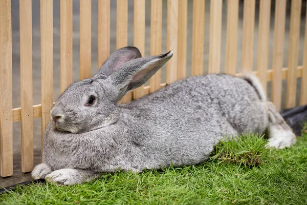 Graue Kaninchen Auf Dem Bauernhof — Stockfoto