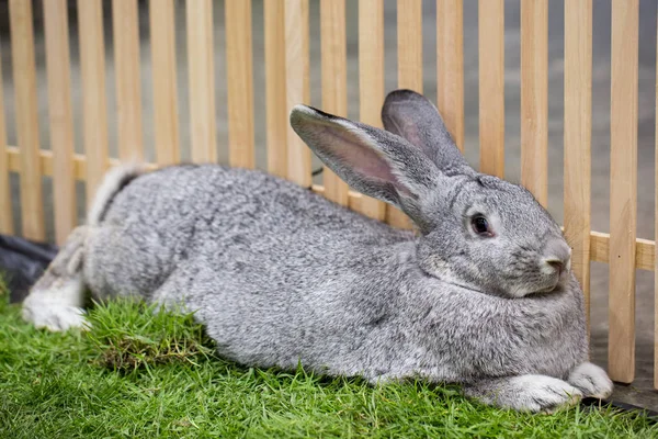 Graue Kaninchen auf dem Bauernhof — Stockfoto