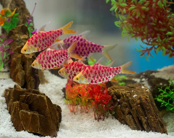 Kauniita kaloja kaapissa — kuvapankkivalokuva