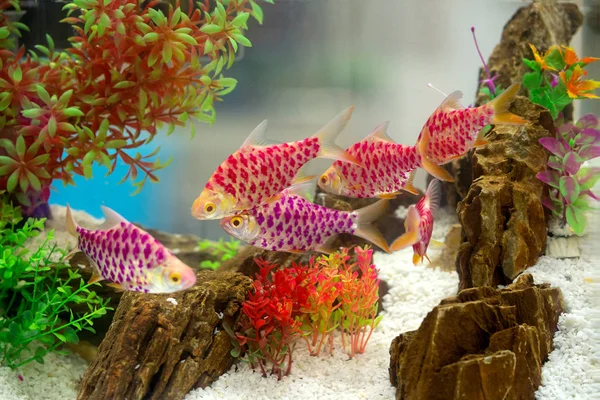 Hermoso pescado en el gabinete — Foto de Stock