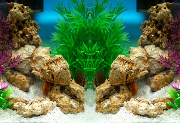 Marine Aquarium Fishes Corals — Stock Photo, Image