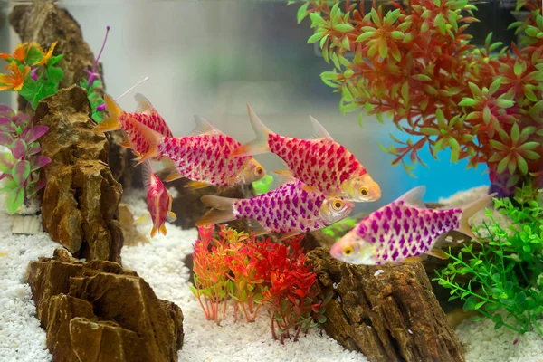 Красива Риба Шафі — стокове фото